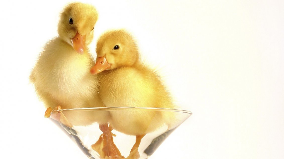 Download Wallpaper Two chickens duck in the glass