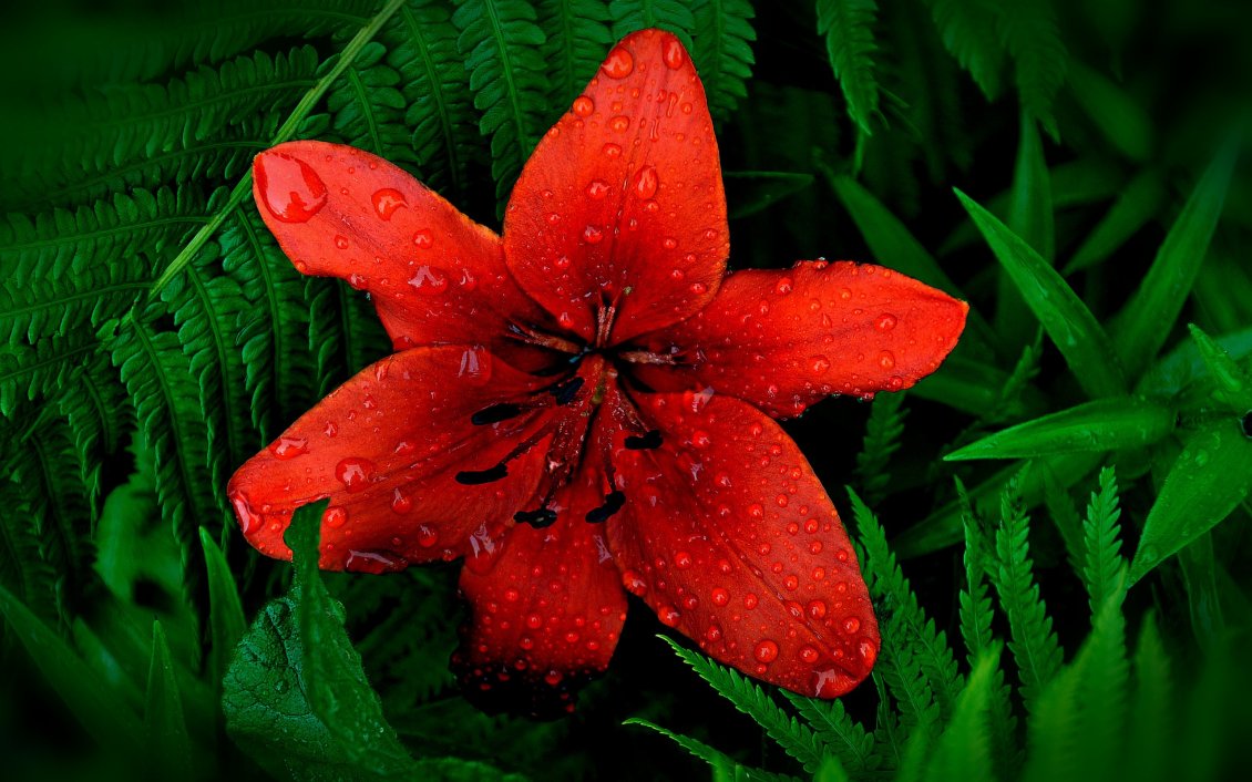 Download Wallpaper Red lily with raindrops between green ferns
