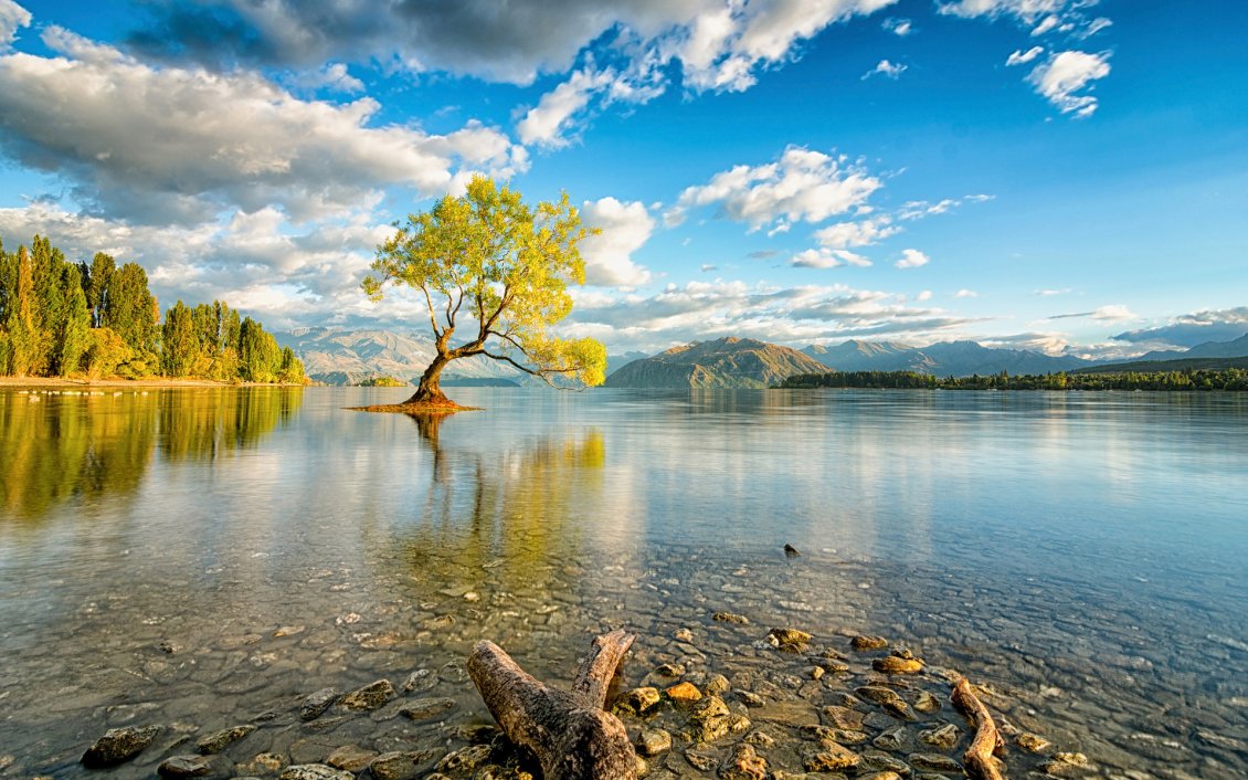 Download Wallpaper Tree surrounded by water