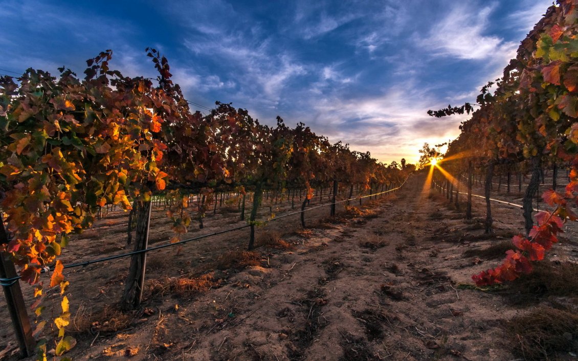 Download Wallpaper Autumn sunset in a vineyard