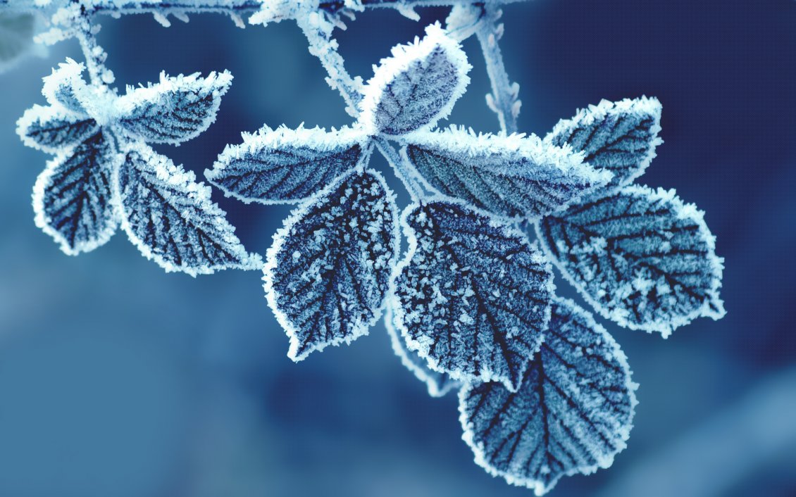 Download Wallpaper Frozen leaves - Winter time