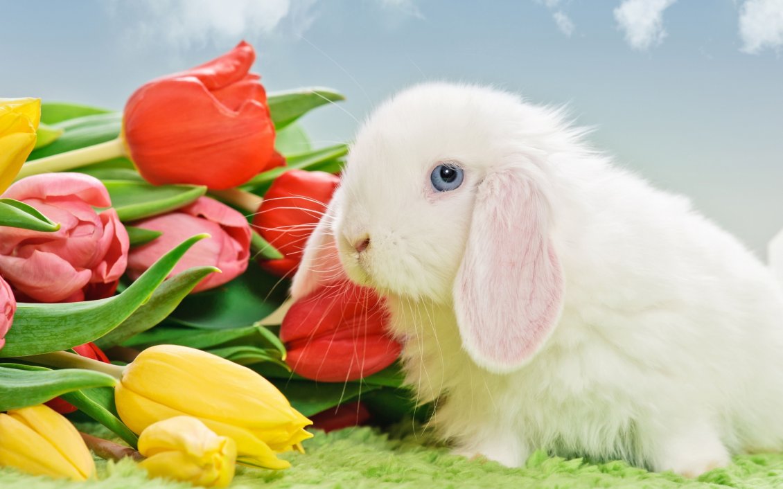 Download Wallpaper White rabbit near the bouquet of tulips
