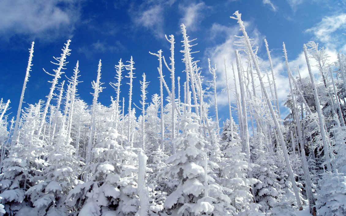 Download Wallpaper Frozen pine forest