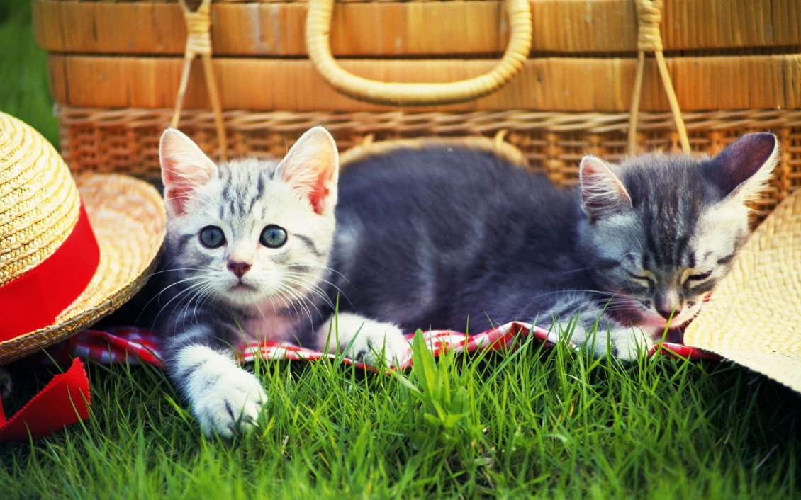 Download Wallpaper Sweet two cats at picnic