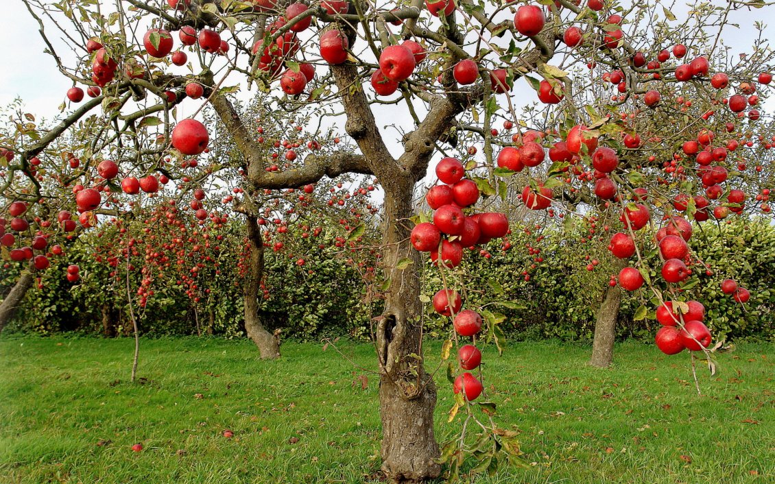 Download Wallpaper Delicious apples in the orchard