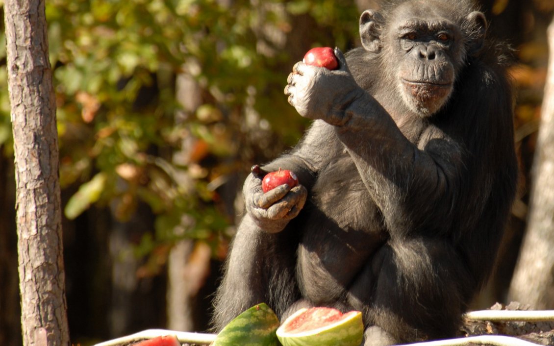 Download Wallpaper Monkey eating apples