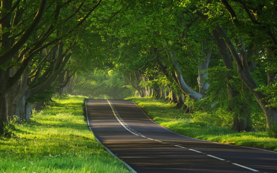 Download Wallpaper Very nice road with trees on both sides