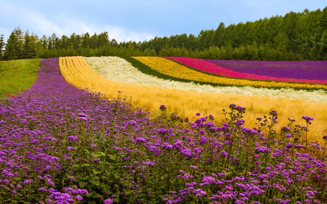 Download Wallpaper Row with colorful flowers