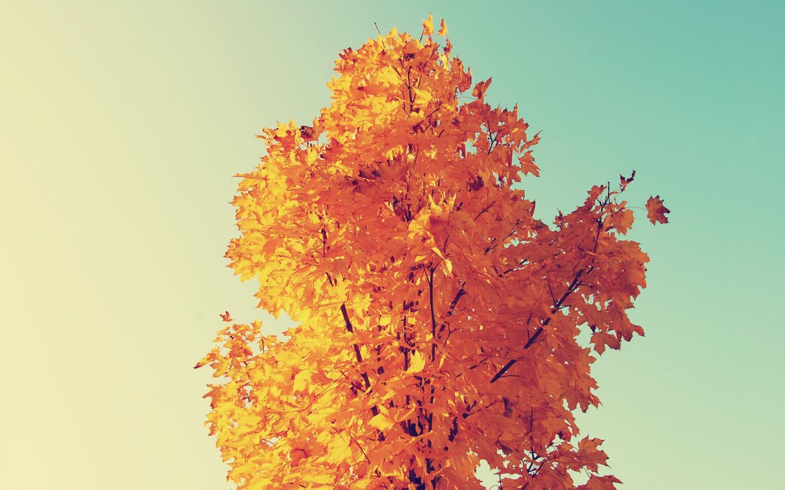 Download Wallpaper Orange autumn leaves HD