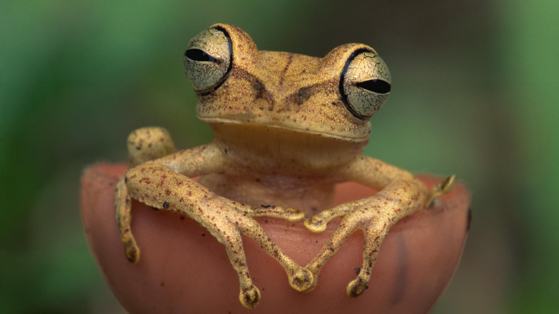 Download Wallpaper Frog with big eyes that looked straight at you