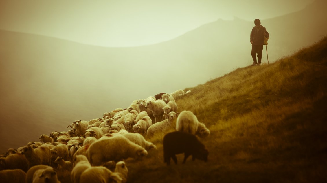 Download Wallpaper Shepherd with sheep grazing