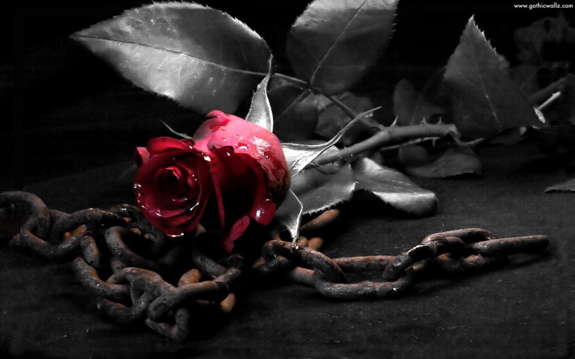 Download Wallpaper Red rose on a rusty chain in a desolate place