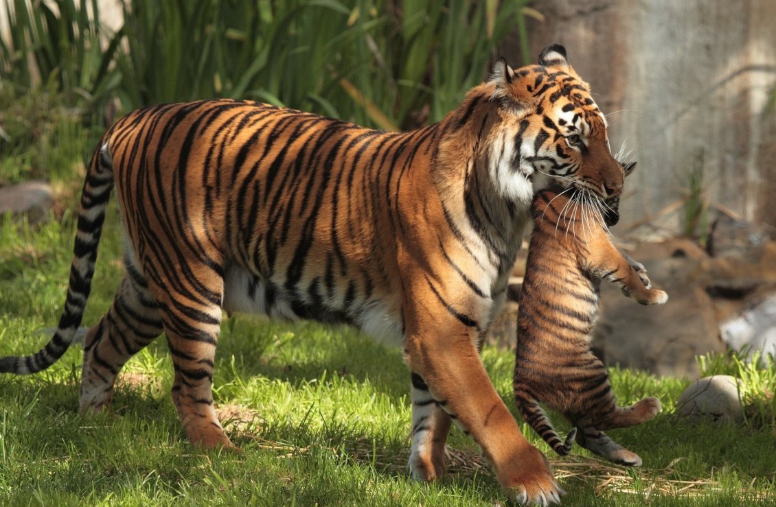 Download Wallpaper Tigress leads tiger cub in their shelter