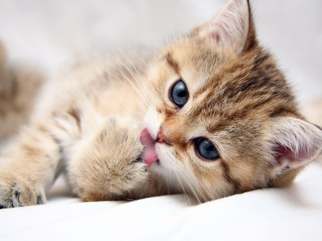 Download Wallpaper Sweet cat with tongue out