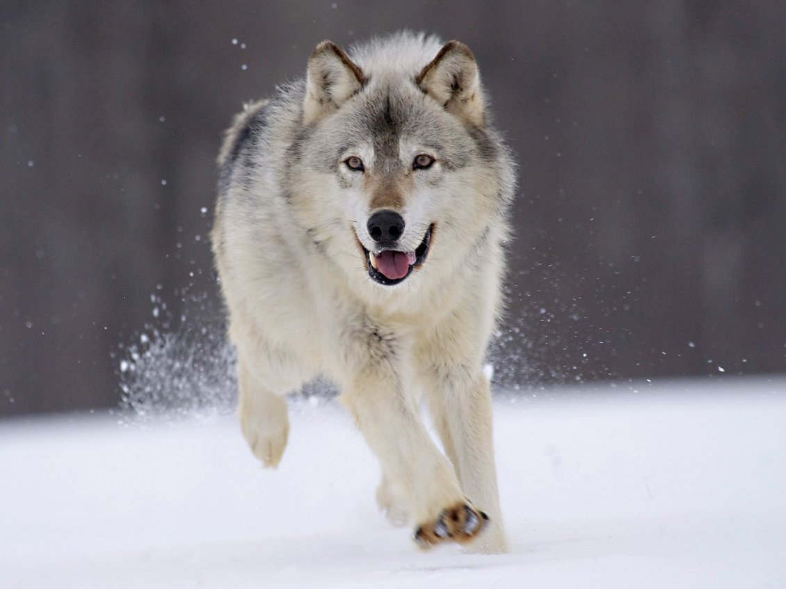 Download Wallpaper Gray wolf running through snow for prey