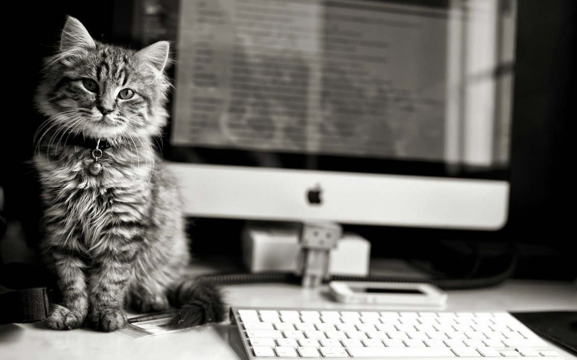 Download Wallpaper Cat and a iMac