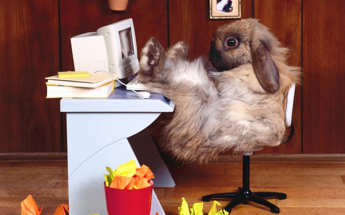 Download Wallpaper Funny rabbit with feet on desk