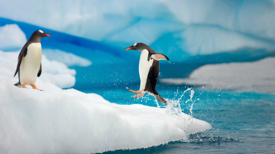 Download Wallpaper Penguin jumping on ice from the ocean