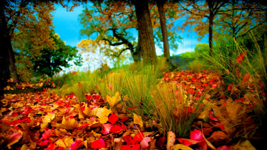 Download Wallpaper Autumn leaves on the field - beautiful nature wallpaper
