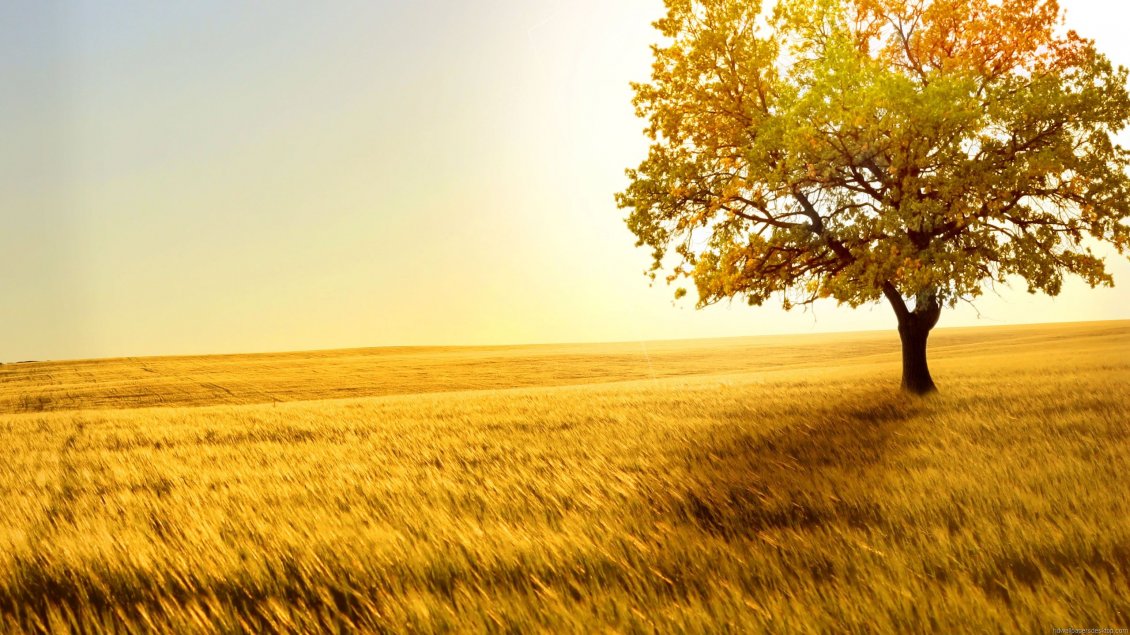 Download Wallpaper Golden field with wheat in the sunset - summer time