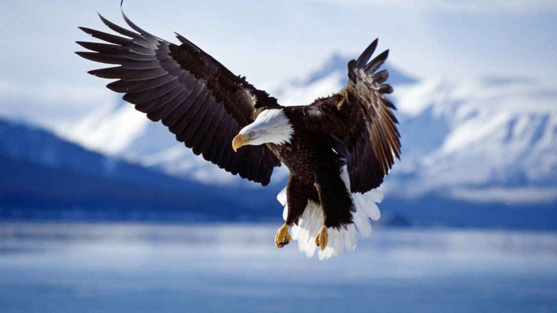 Download Wallpaper Big eagle - the furious bird