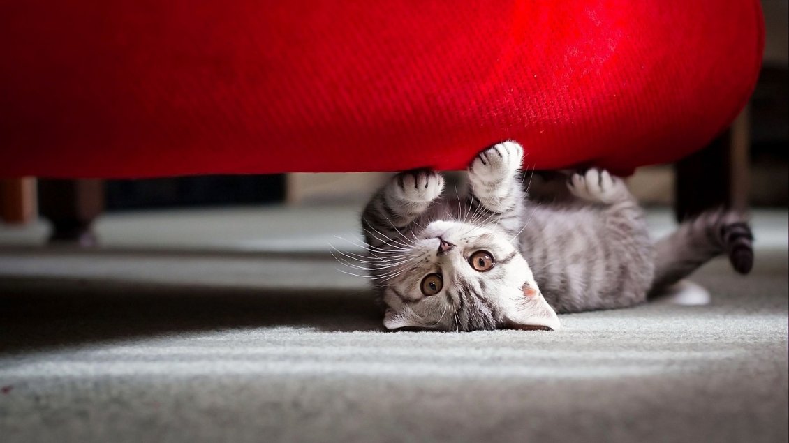 Download Wallpaper Grey kitty under the red sofa - HD wallpaper