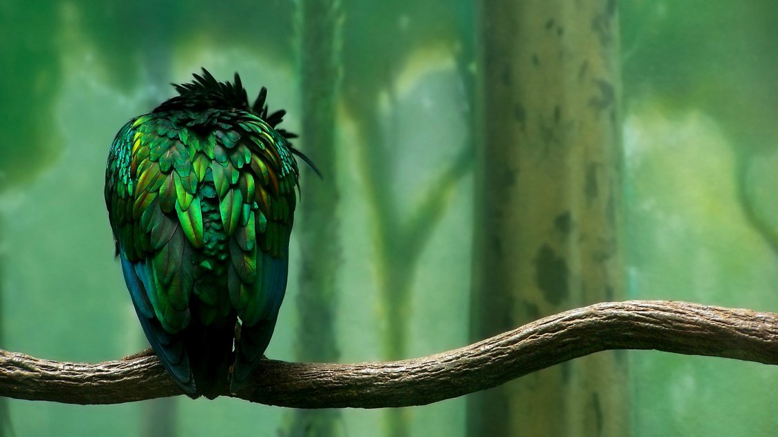 Download Wallpaper Bird with colorful feathers in many shades of green