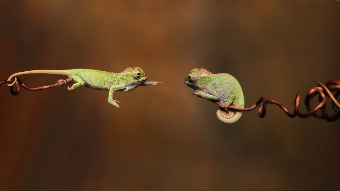 Download Wallpaper Two chameleons who meet