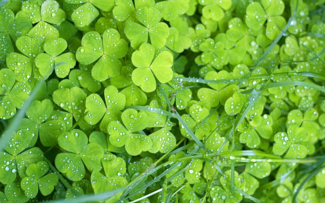 Download Wallpaper Four Leaf Clover and water drops