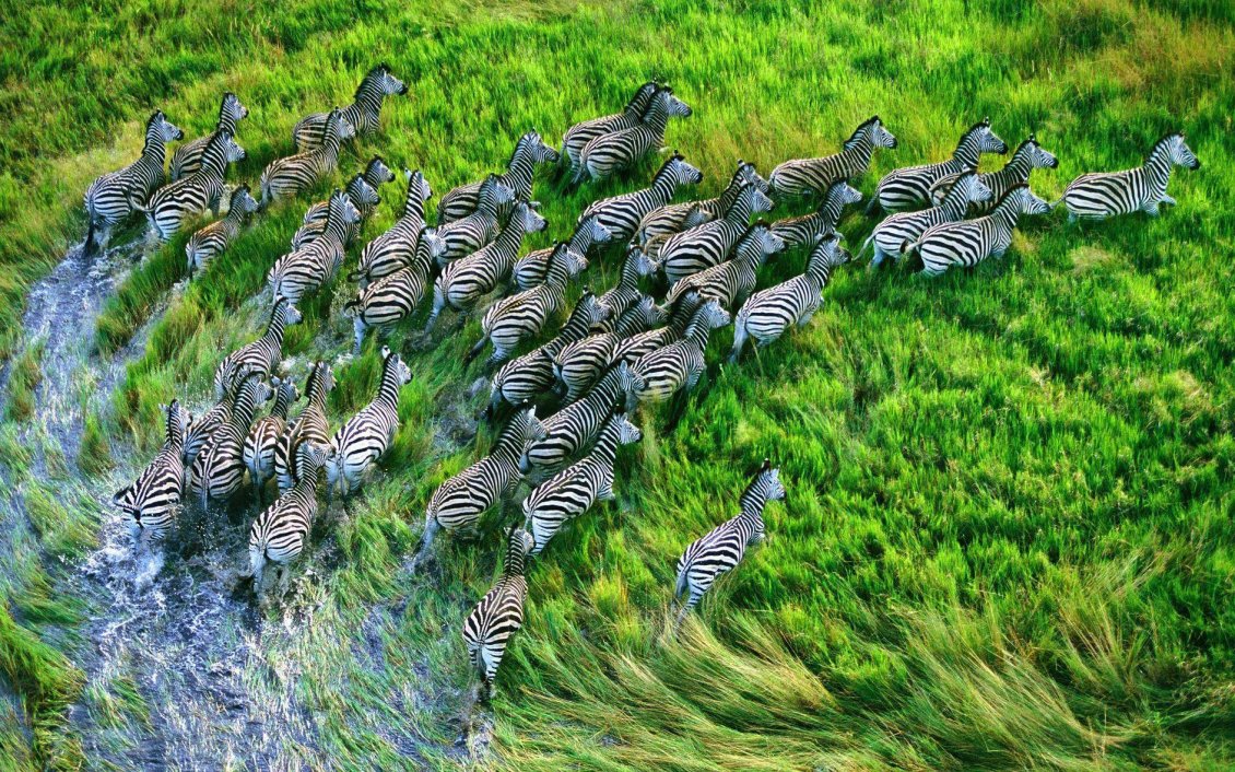Download Wallpaper Zebras running free in grass field