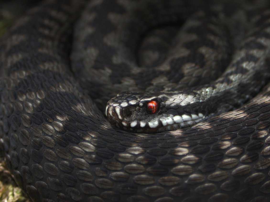 Download Wallpaper Black vipera with red eyes