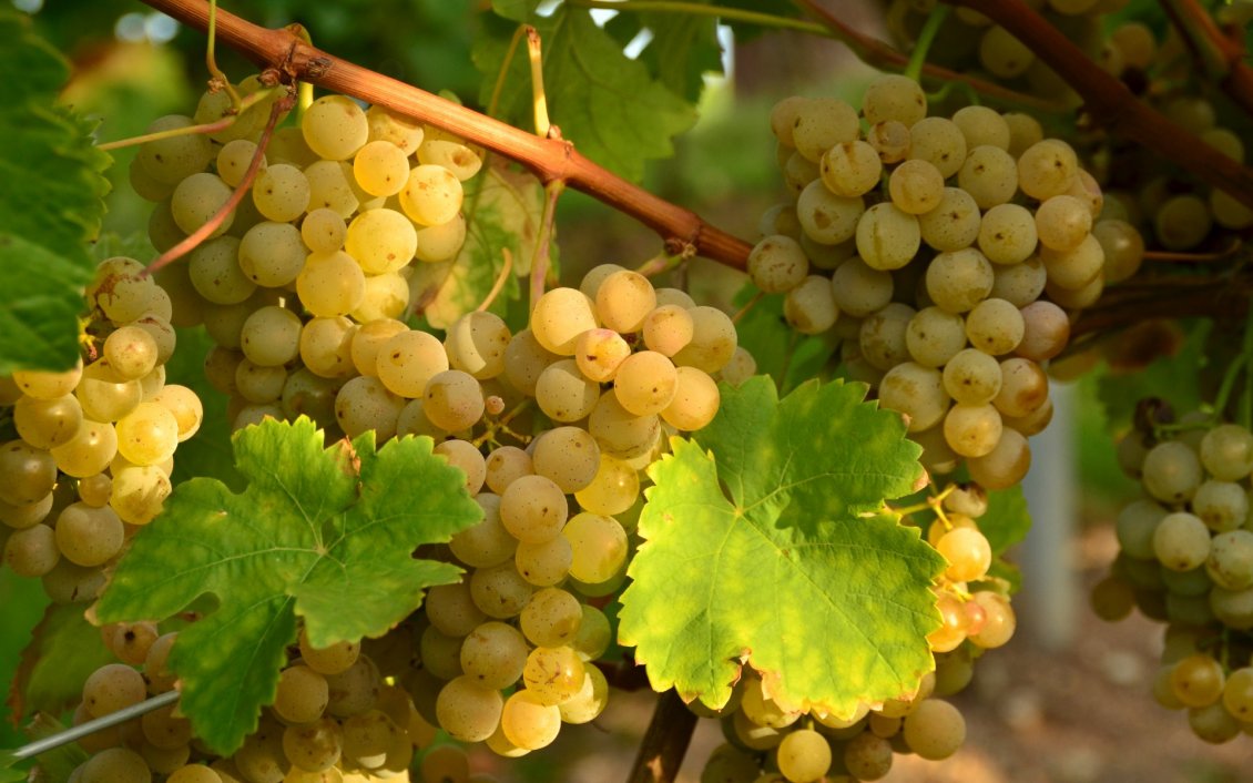 Download Wallpaper A branch with white grapes from vines