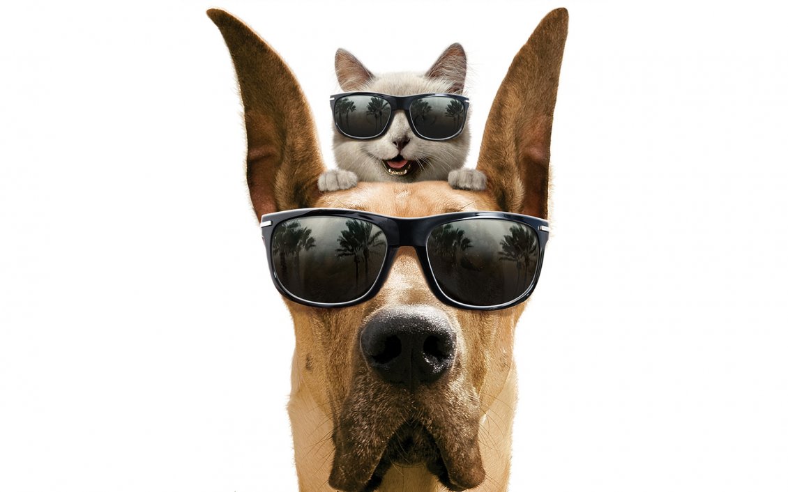 Download Wallpaper Dog and cat with glasses - The Marmaduke movie