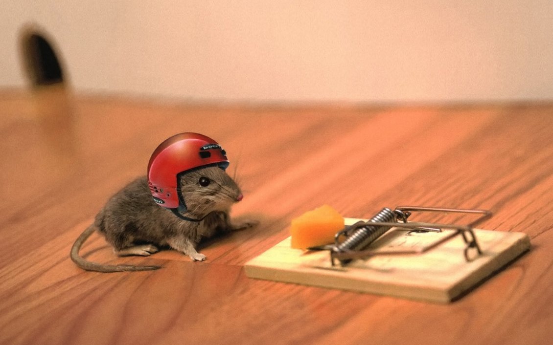 Download Wallpaper The mouse with the helmet in head besides a trap