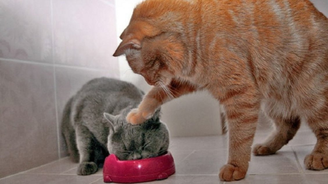 Download Wallpaper Orange and gray cats fight for food