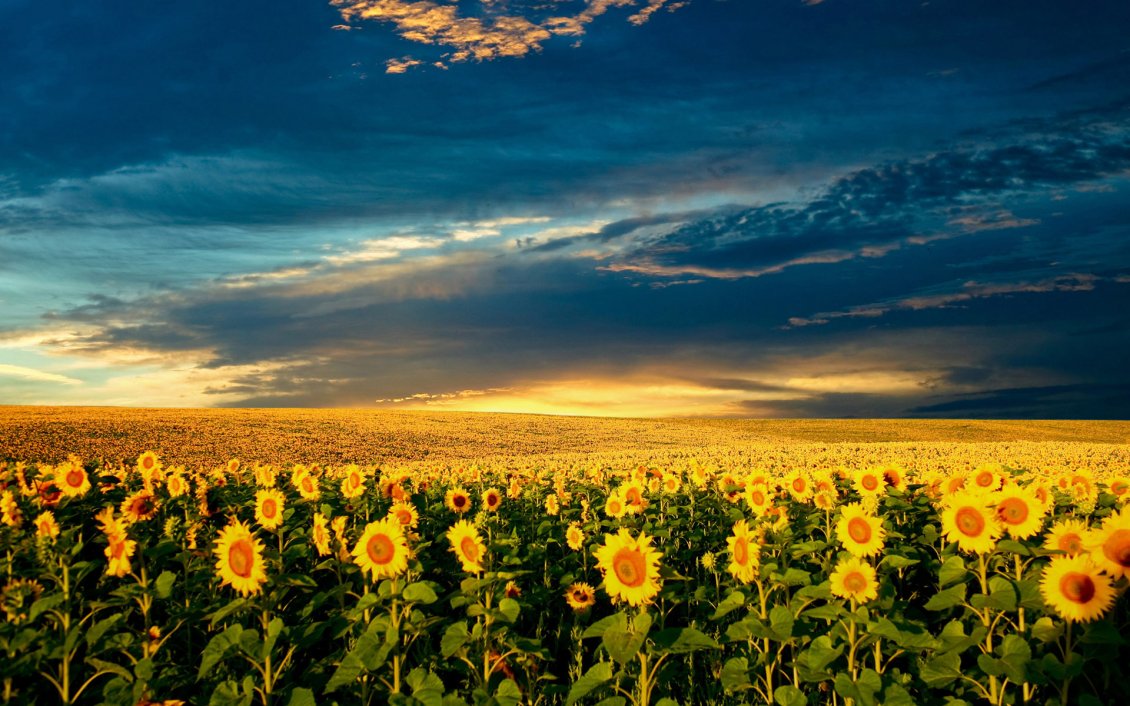 Download Wallpaper Sunflowers field in the sunset - summer time