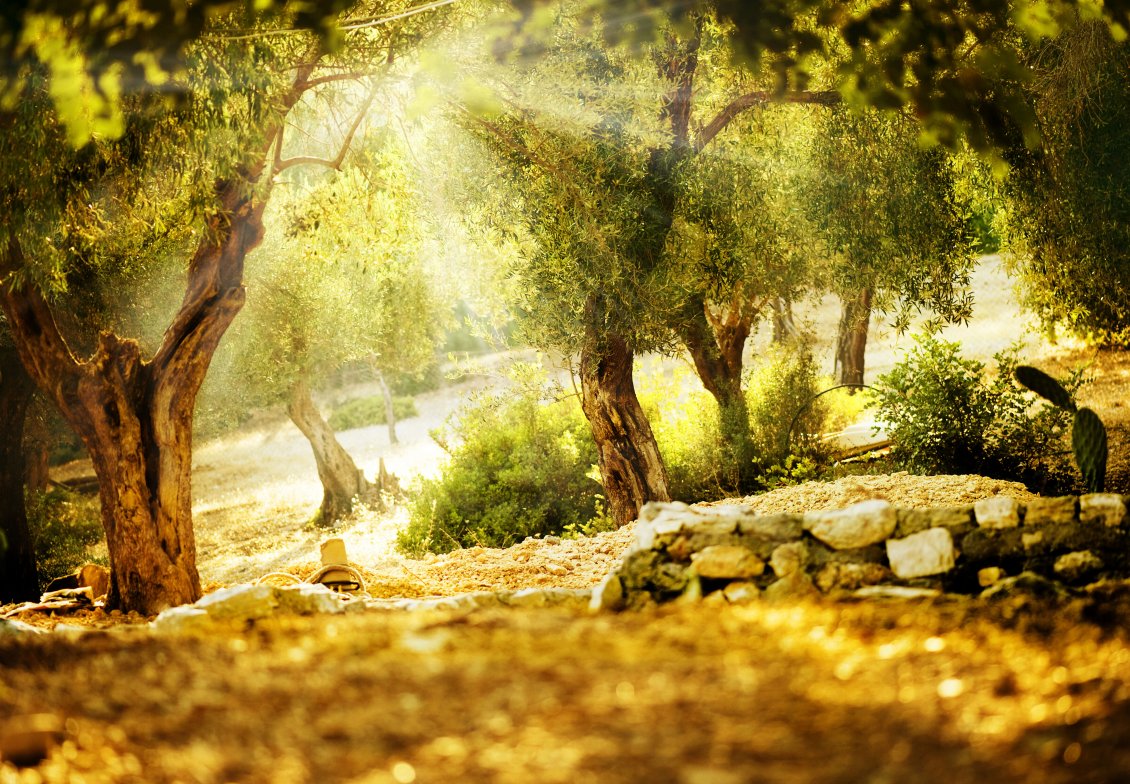 Download Wallpaper Professional photo in the forest - sunlight over the nature