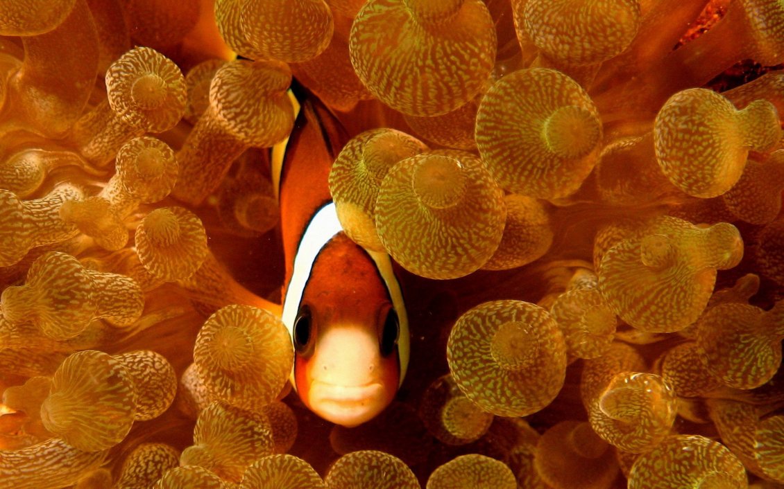 Download Wallpaper Clown fish in the water - Amphiprion species