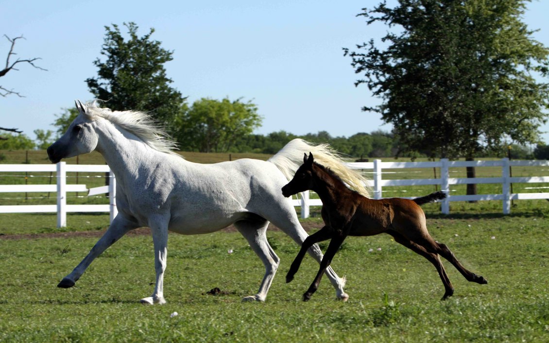 Download Wallpaper White horse running with brown foal