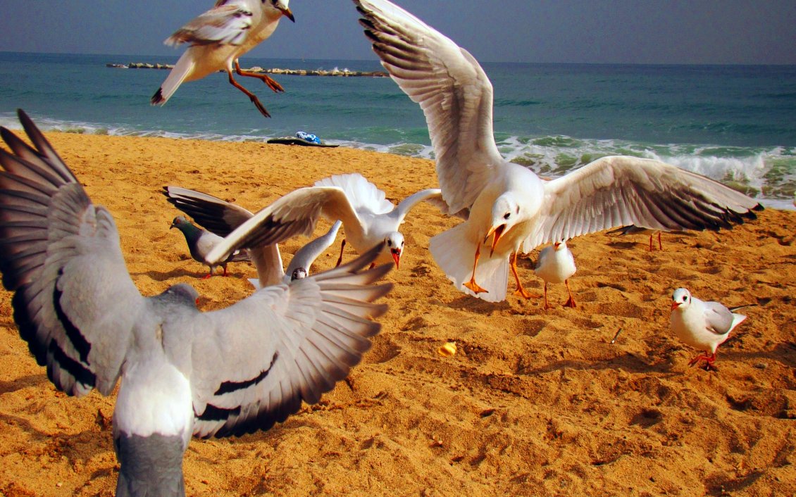 Download Wallpaper Many seagulls on the beach chase away other birds