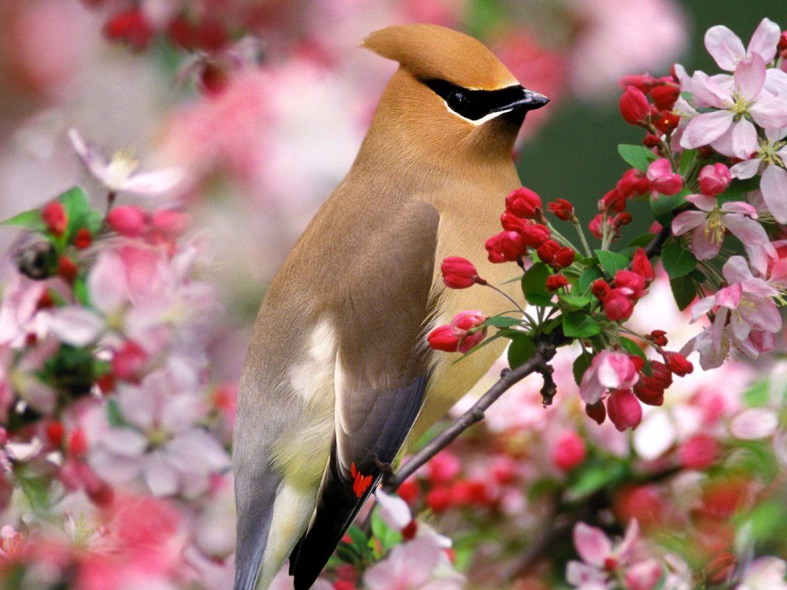 Download Wallpaper A beautiful brown bird on the blooming tree
