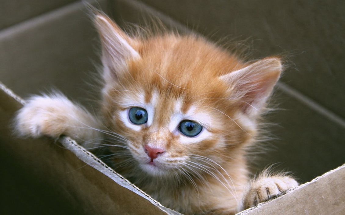 Download Wallpaper Sweet little kitten with blue eyes in box
