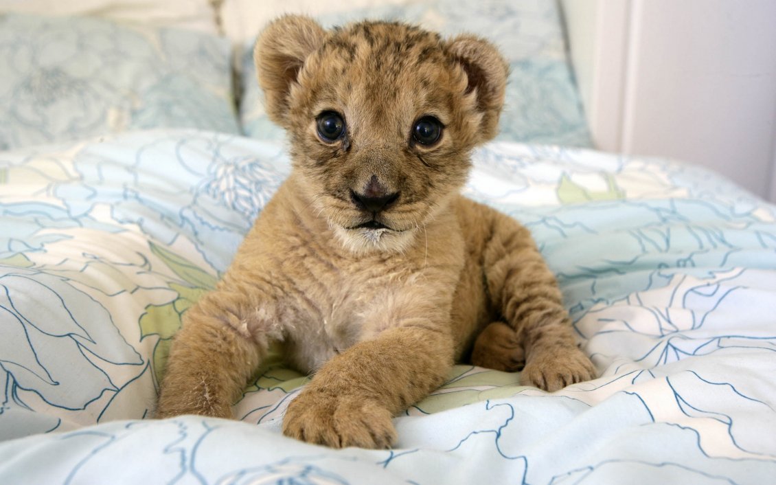 Download Wallpaper A sweet lion cub in a bed