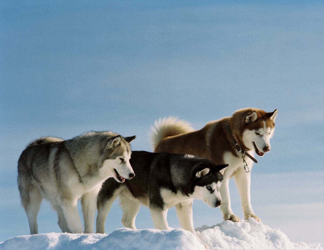 Download Wallpaper Three husky dogs in different colors
