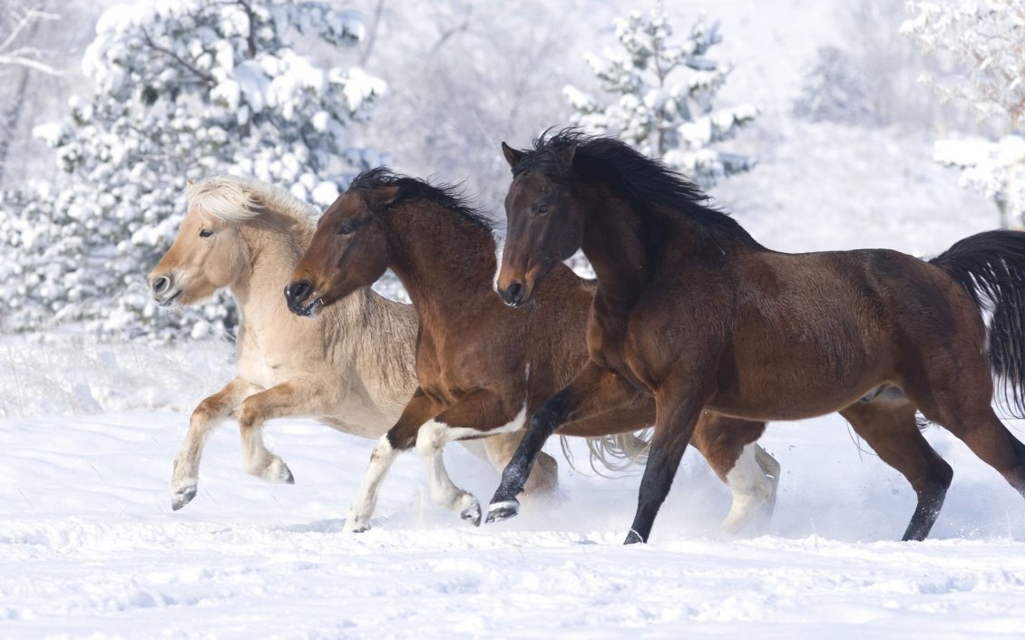 Download Wallpaper Three different horses running in the snow