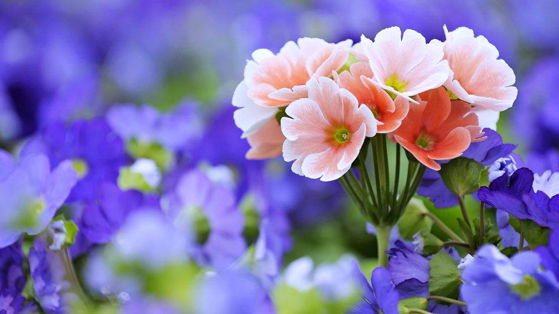 Download Wallpaper Superb pink and purple flowers