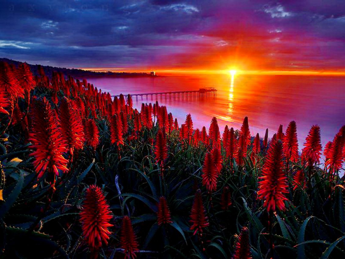 Download Wallpaper Red flowers on the hill in the sunset
