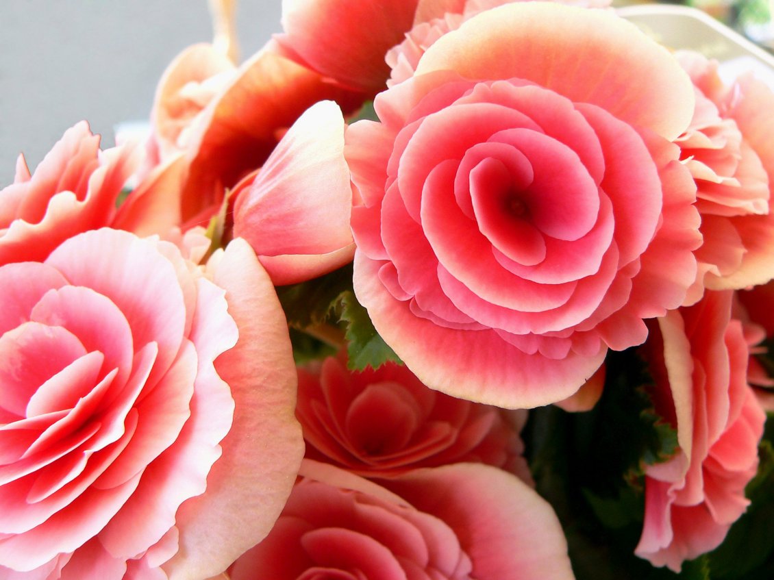 Download Wallpaper Pink roses in a bouquet - Flowers wallpaper
