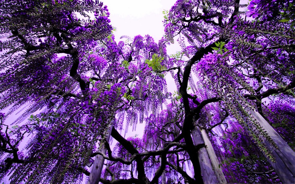 Download Wallpaper Purple flowers in the trees - Abstract wallpaper