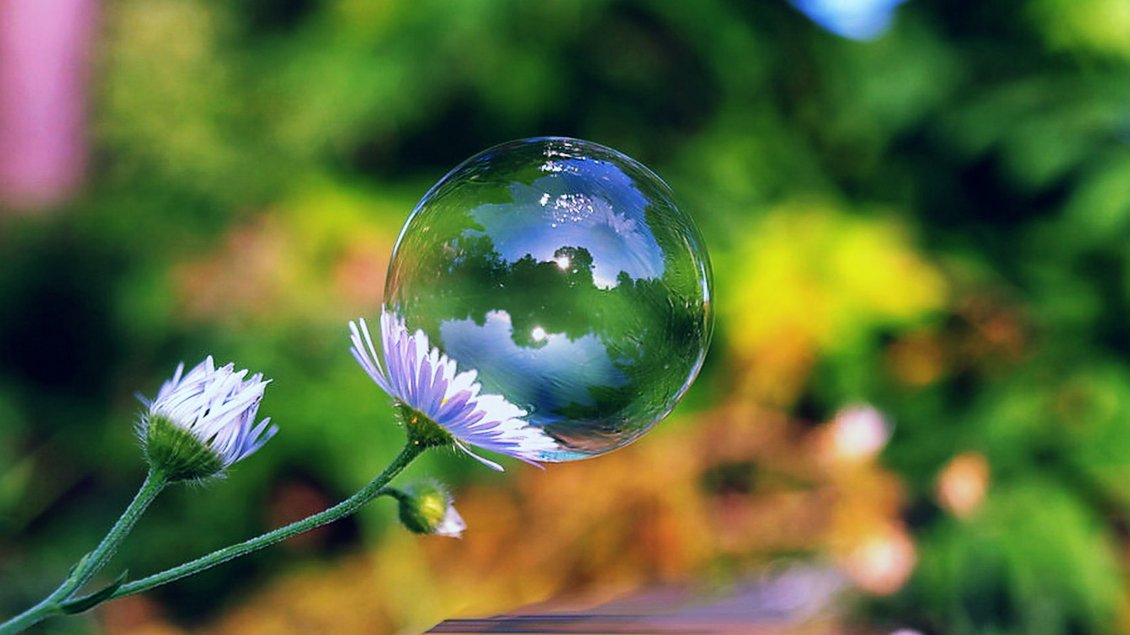 Download Wallpaper A big bubble on a white flower